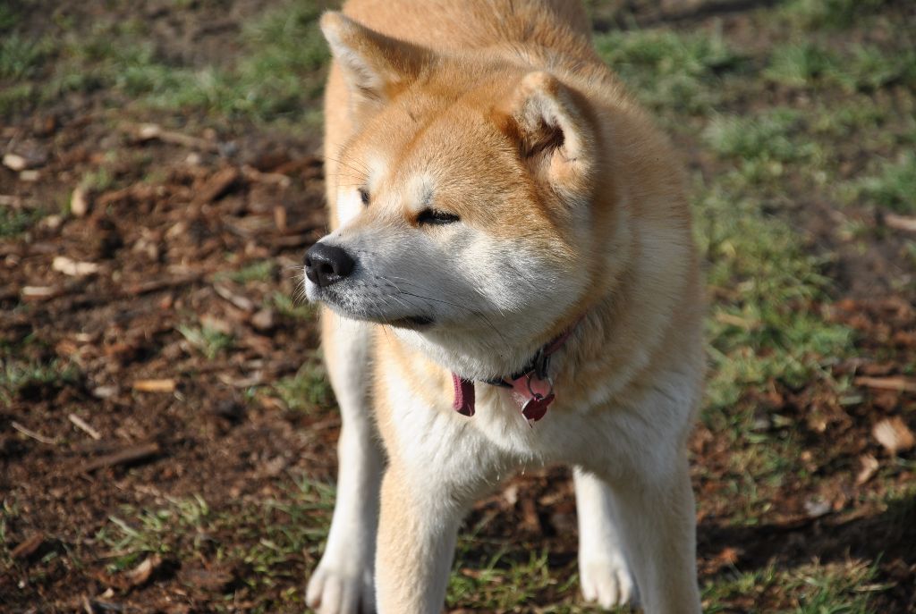 Okiku go yujo akita