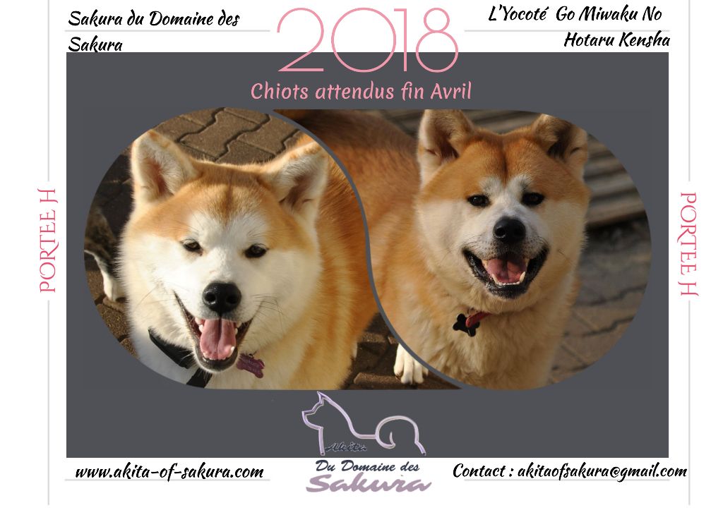 du domaine des Sakura - Akita - Portée née le 22/04/2018