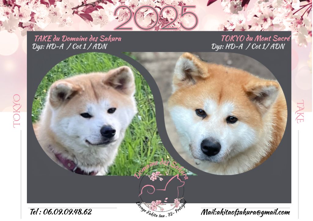 du domaine des Sakura - Chiot disponible  - Akita