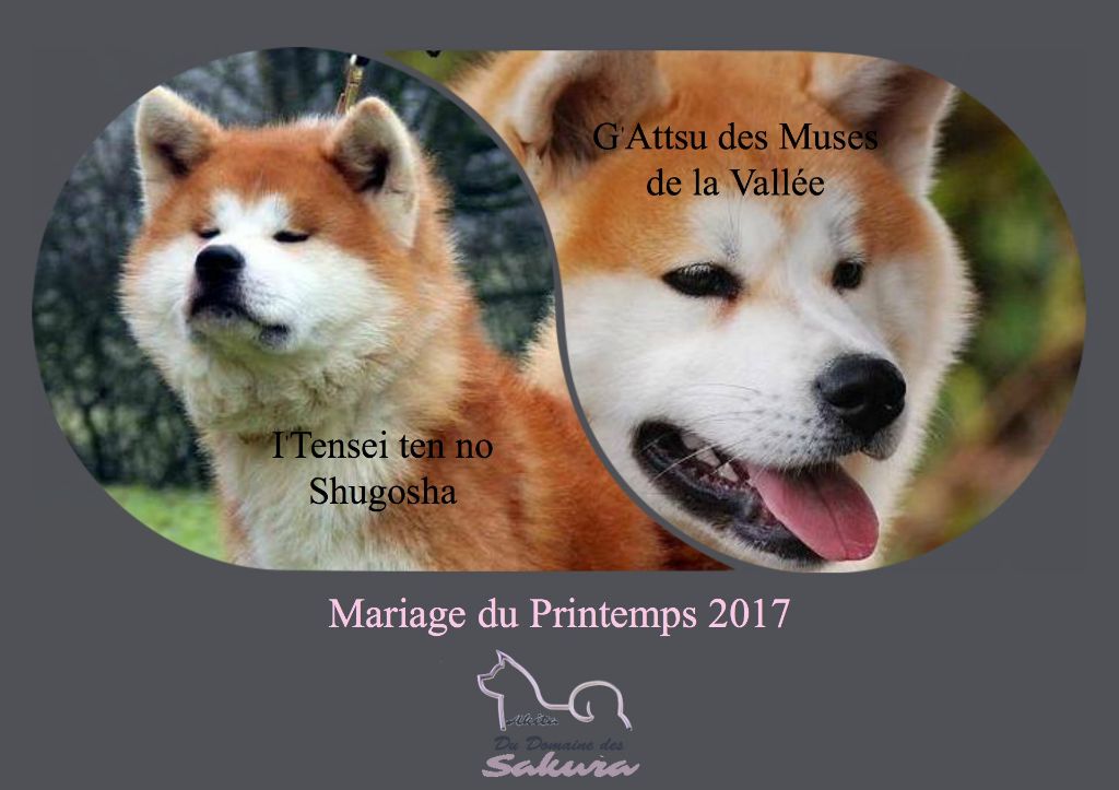 du domaine des Sakura - Akita - Portée née le 07/07/2017