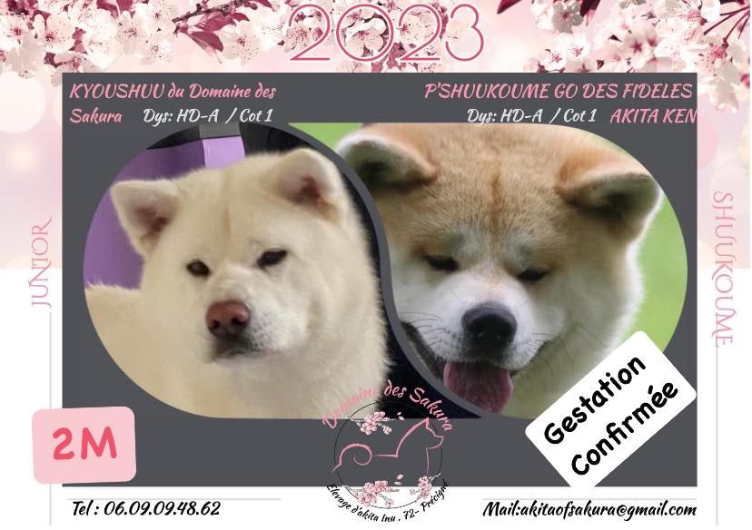 chiot Akita du domaine des Sakura