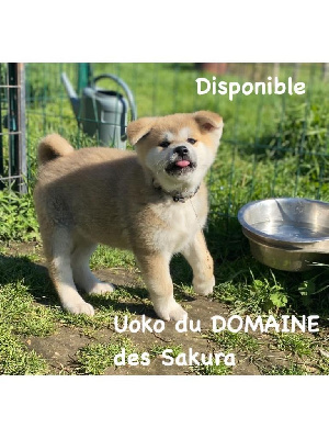 UOKO DU DOMAINE DES SAKURA