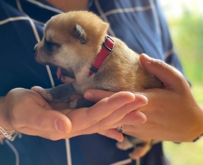 CHIOT MALE ROUX Collier ROUGE 