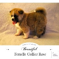 Femelle Roux (Collier Rose)