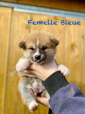 Femelle Collier Rose (Bleu)