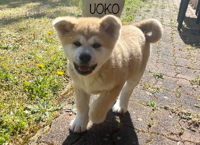 UOKO DU DOMAINE DES SAKURA