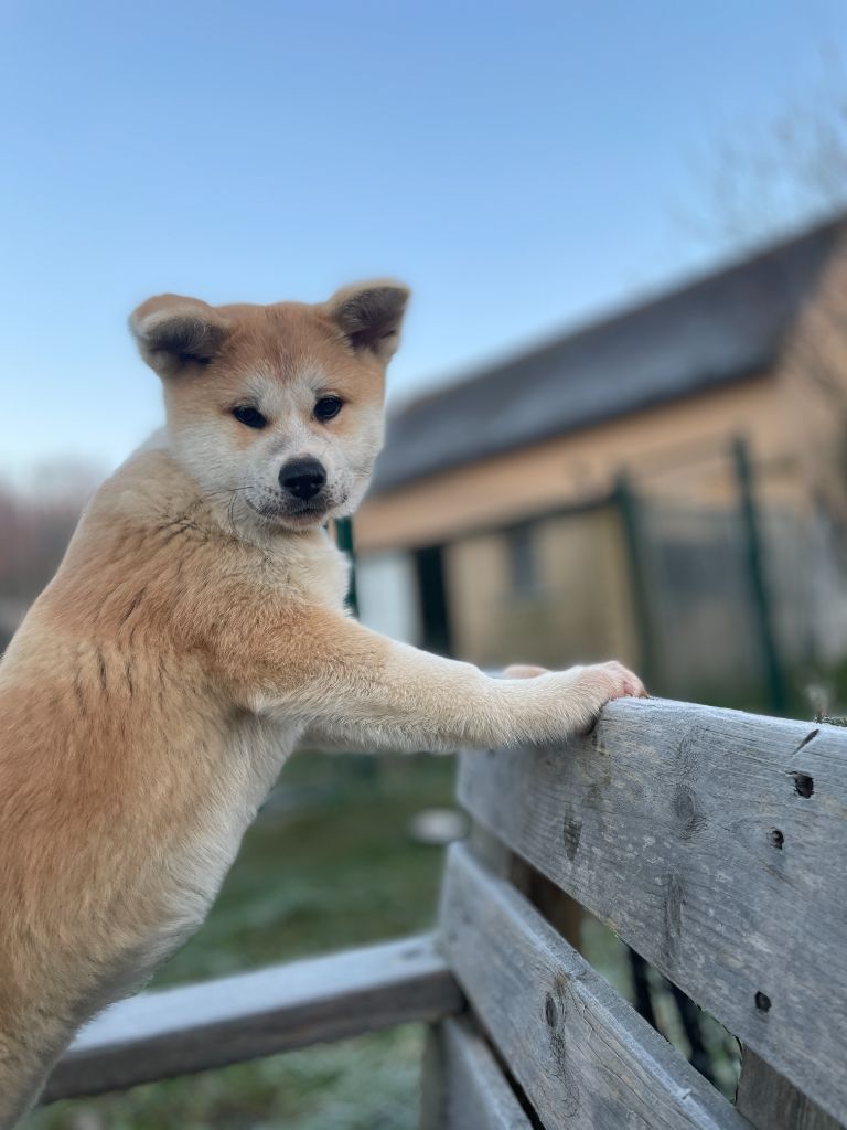 du domaine des Sakura - Chiot disponible  - Akita