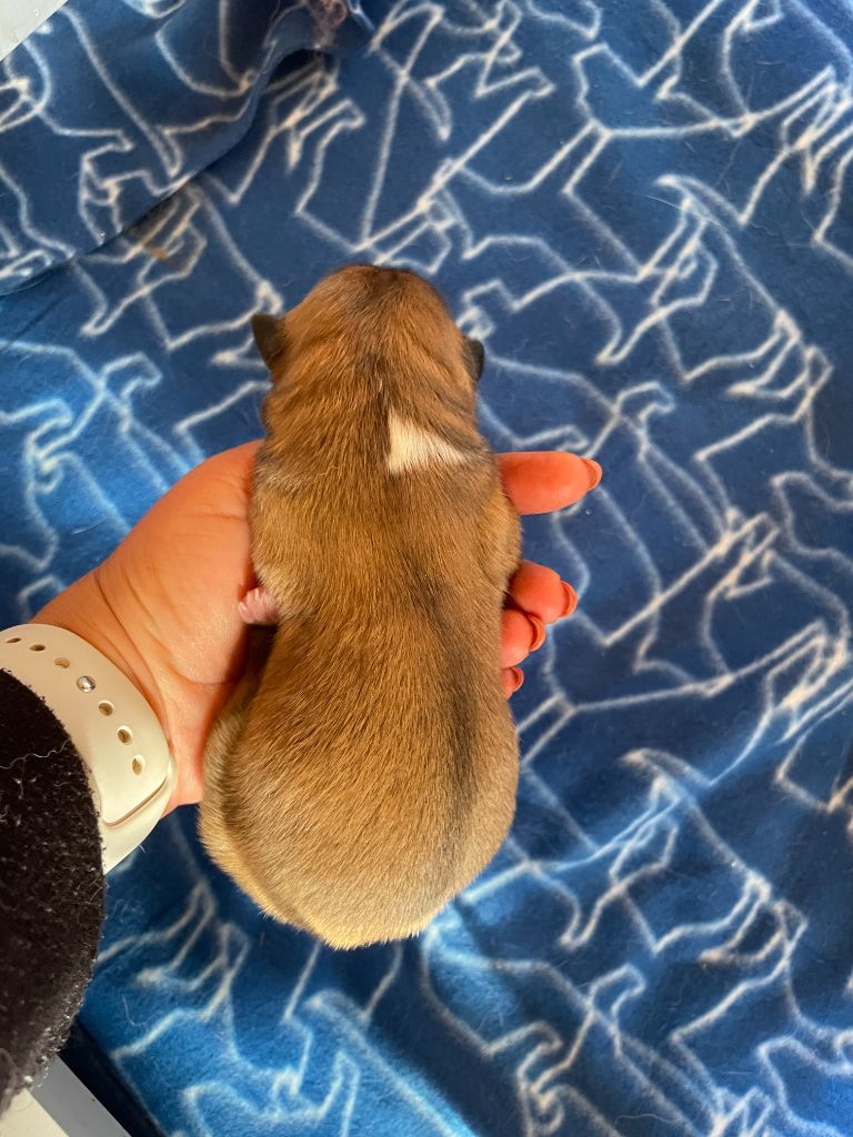 du domaine des Sakura - Chiots disponibles - Akita