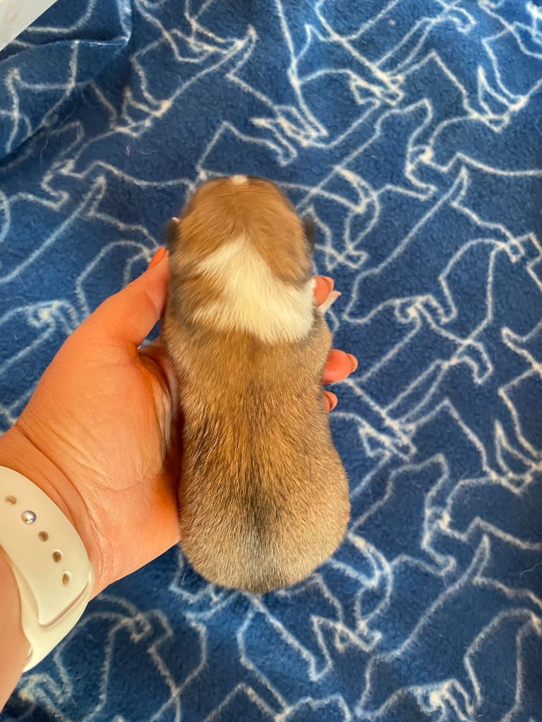 du domaine des Sakura - Chiots disponibles - Akita
