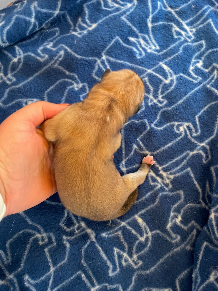 du domaine des Sakura - Chiots disponibles - Akita
