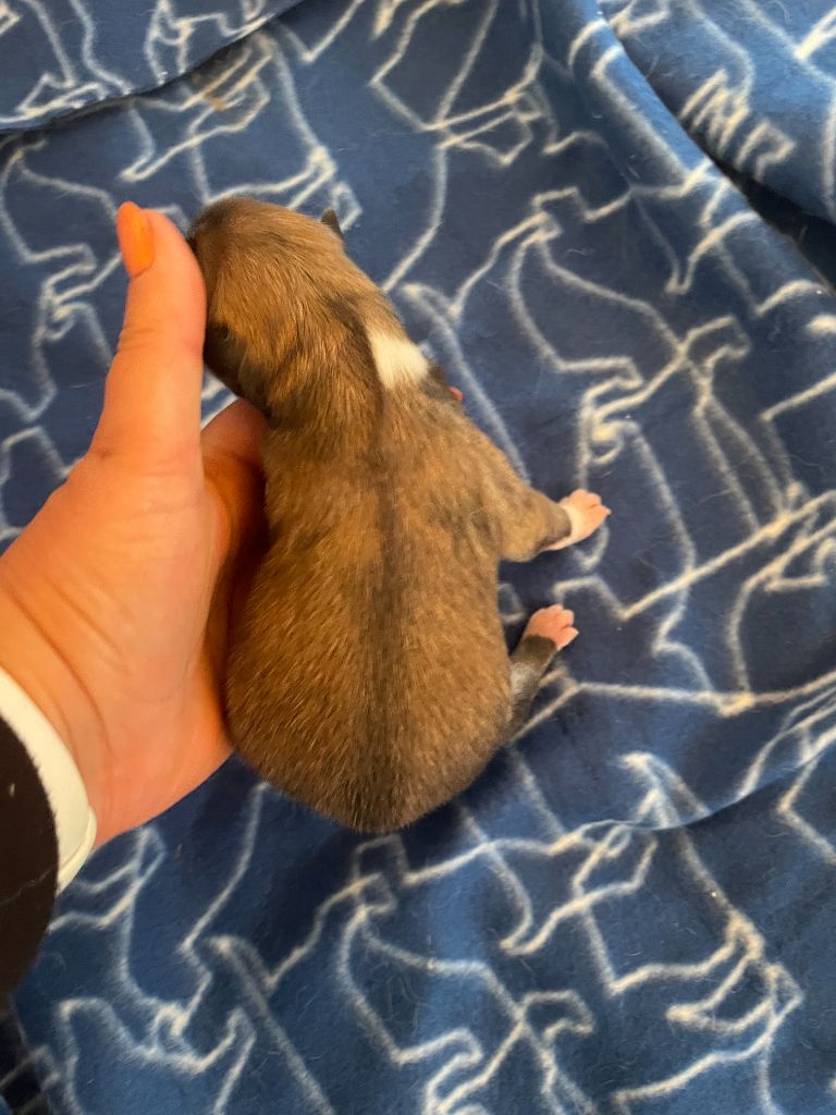 du domaine des Sakura - Chiots disponibles - Akita