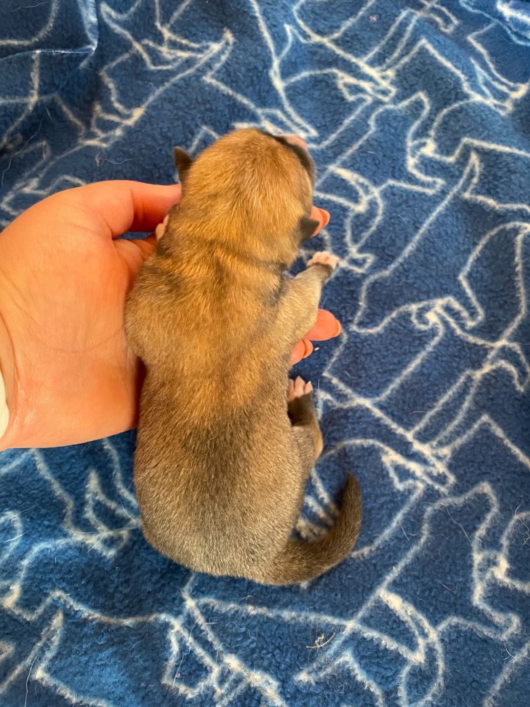 du domaine des Sakura - Chiots disponibles - Akita