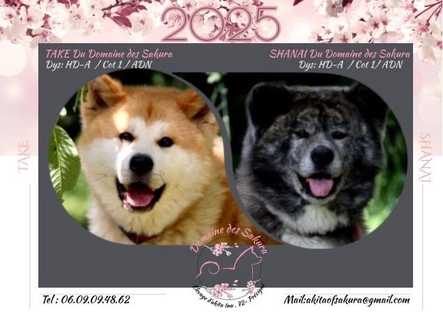 Chiot Akita du domaine des Sakura