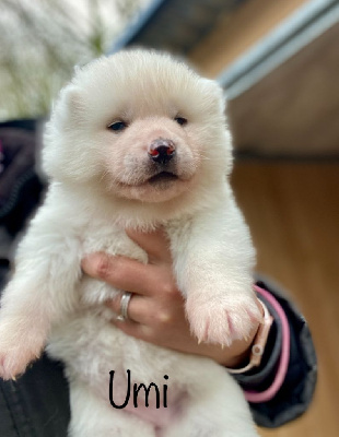 CHIOT 3