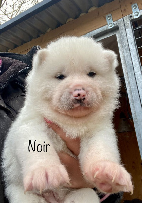 CHIOT 2