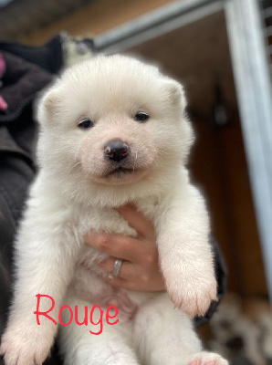 CHIOT 1