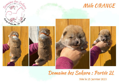 CHIOT