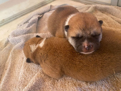 CHIOT