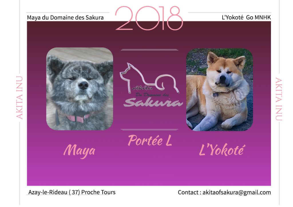 Chiot Akita du domaine des Sakura