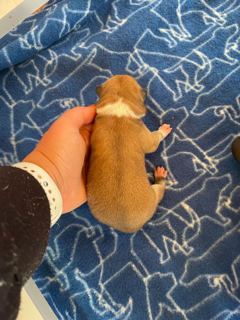 du domaine des Sakura - Chiots disponibles - Akita